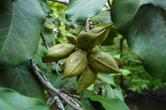 Heritiera littoralis